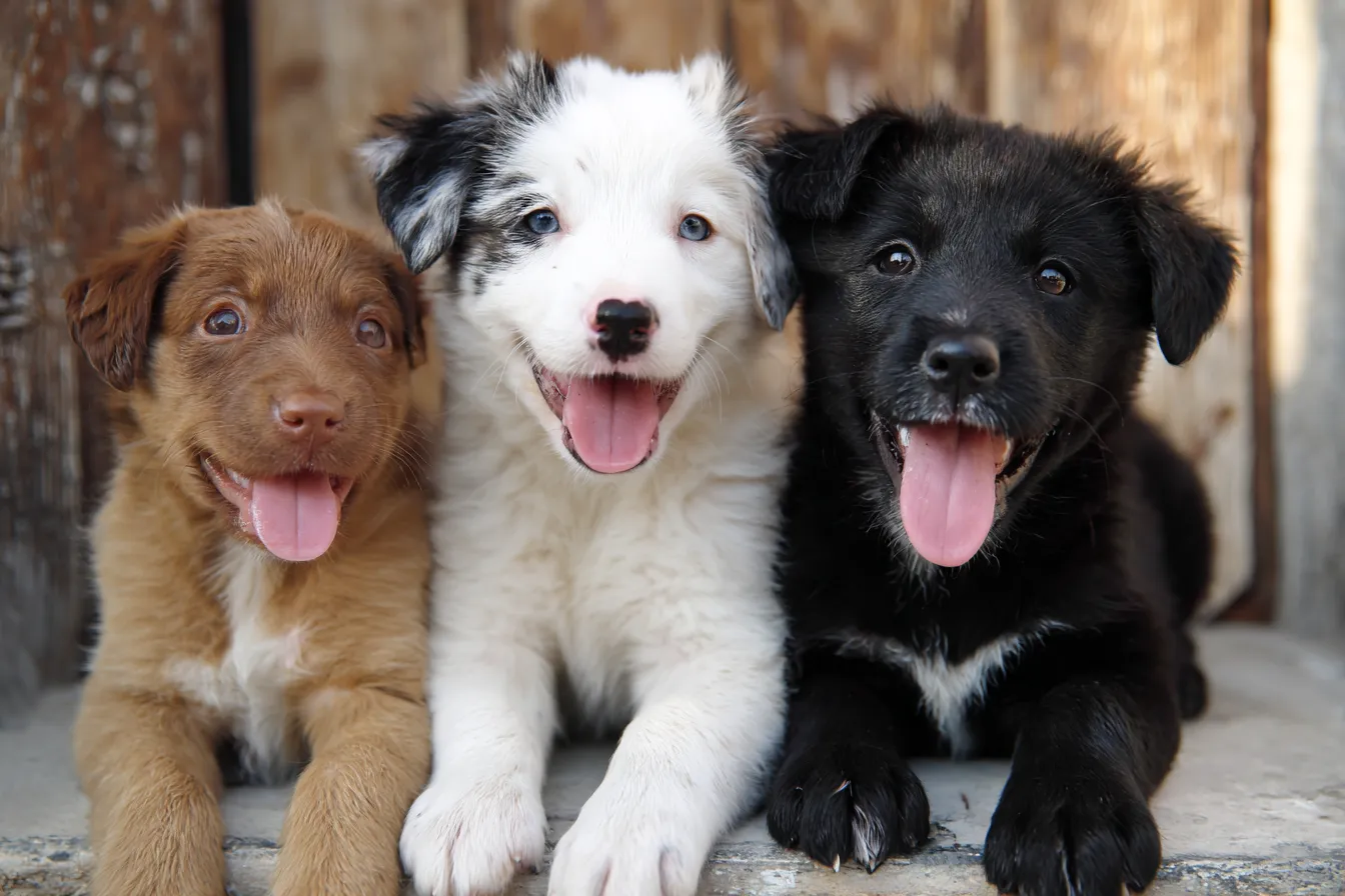 How to socialize your puppy: 10 tips