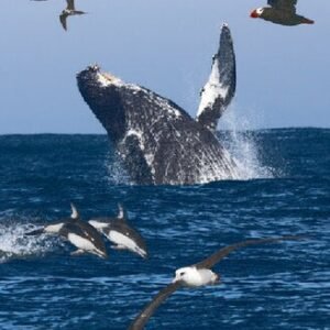 (eBook) Offshore Sea Life ID Guide: West Coast: 99 (Princeton Field Guides) By Steve N. G. Howell