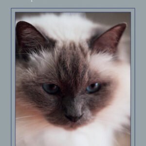 (eBook) Holistic Cat: A Complete Guide to Natural Health Care By Mash
