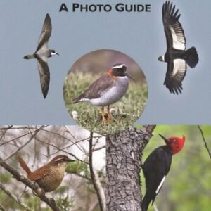 (eBook) Birds of Chile: A Photo Guide By Steve N. G. Howell