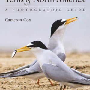 (eBook) Terns of North America: A Photographic Guide By Cameron Cox
