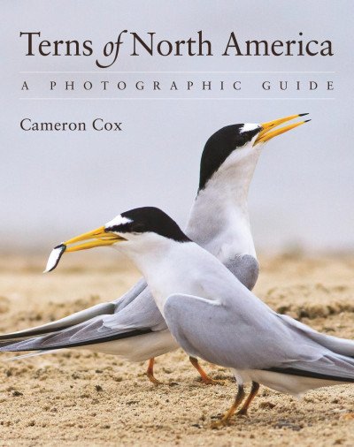 (eBook) Terns of North America: A Photographic Guide By Cameron Cox