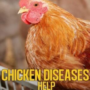 (eBook) Chicken Diseases Help - A Quick Guidebook on Chicken in Sickness and Health by Norman Nelson
