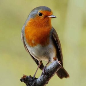 (eBook) British Birds By Colin Salter