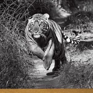 (eBook) Living with Tigers By Valmik Thapar [Thapar