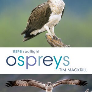 (eBook) RSPB Spotlight Ospreys By Tim Mackrill