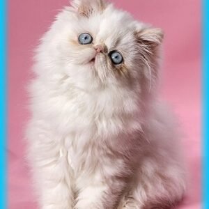 (eBook) Cute Kittens By Katie Byrde