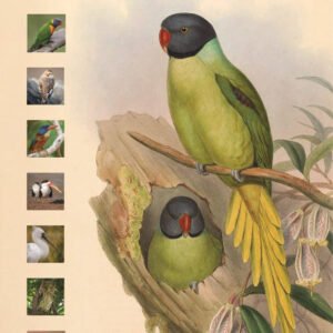 (eBook) The Bird Name Book: A History of English Bird Names By Susan Myers