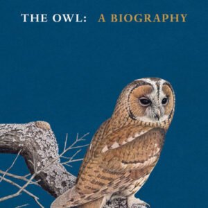 (eBook) The Owl By Stephen Moss